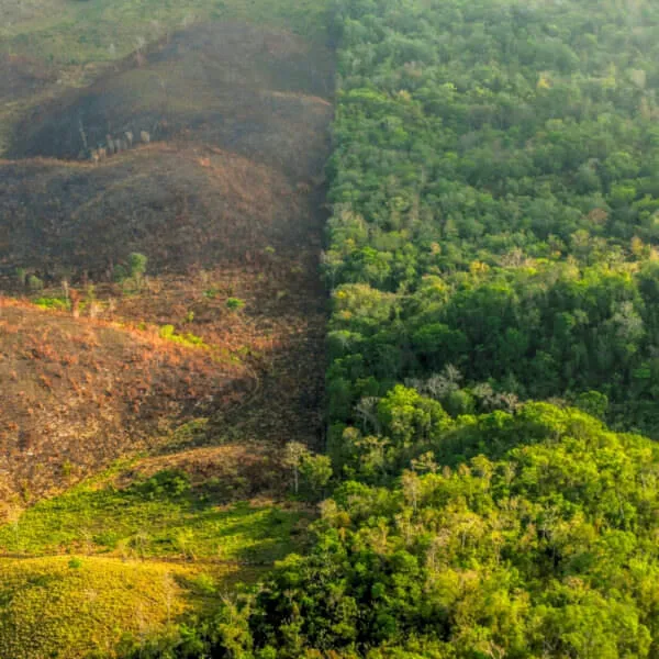 Deforestation along buffer zone and Yaxha National Park