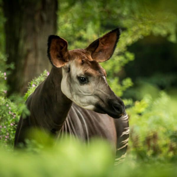 Okapi