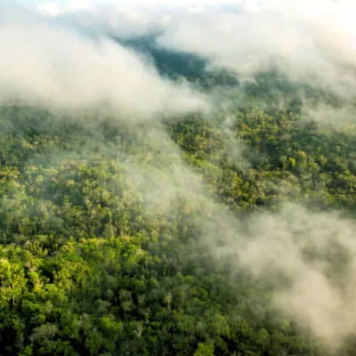Forest through the clouds: Maya Biosphere Reserve