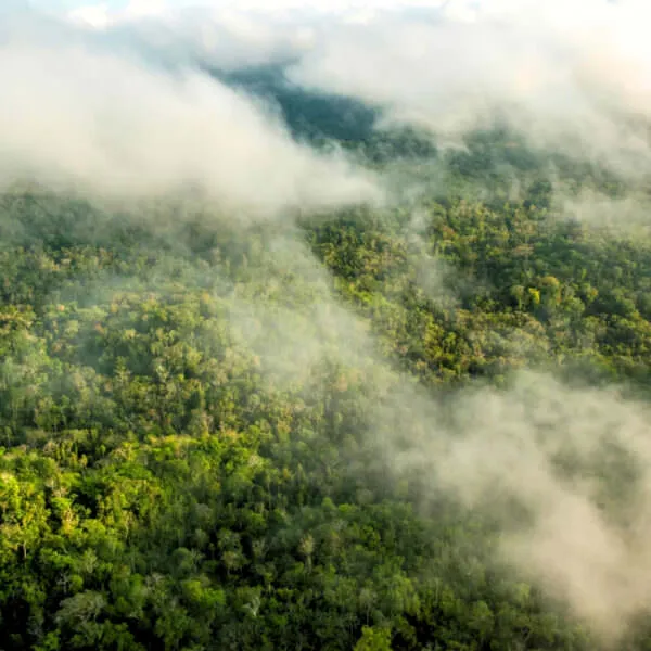 Forest through the clouds: Maya Biosphere Reserve