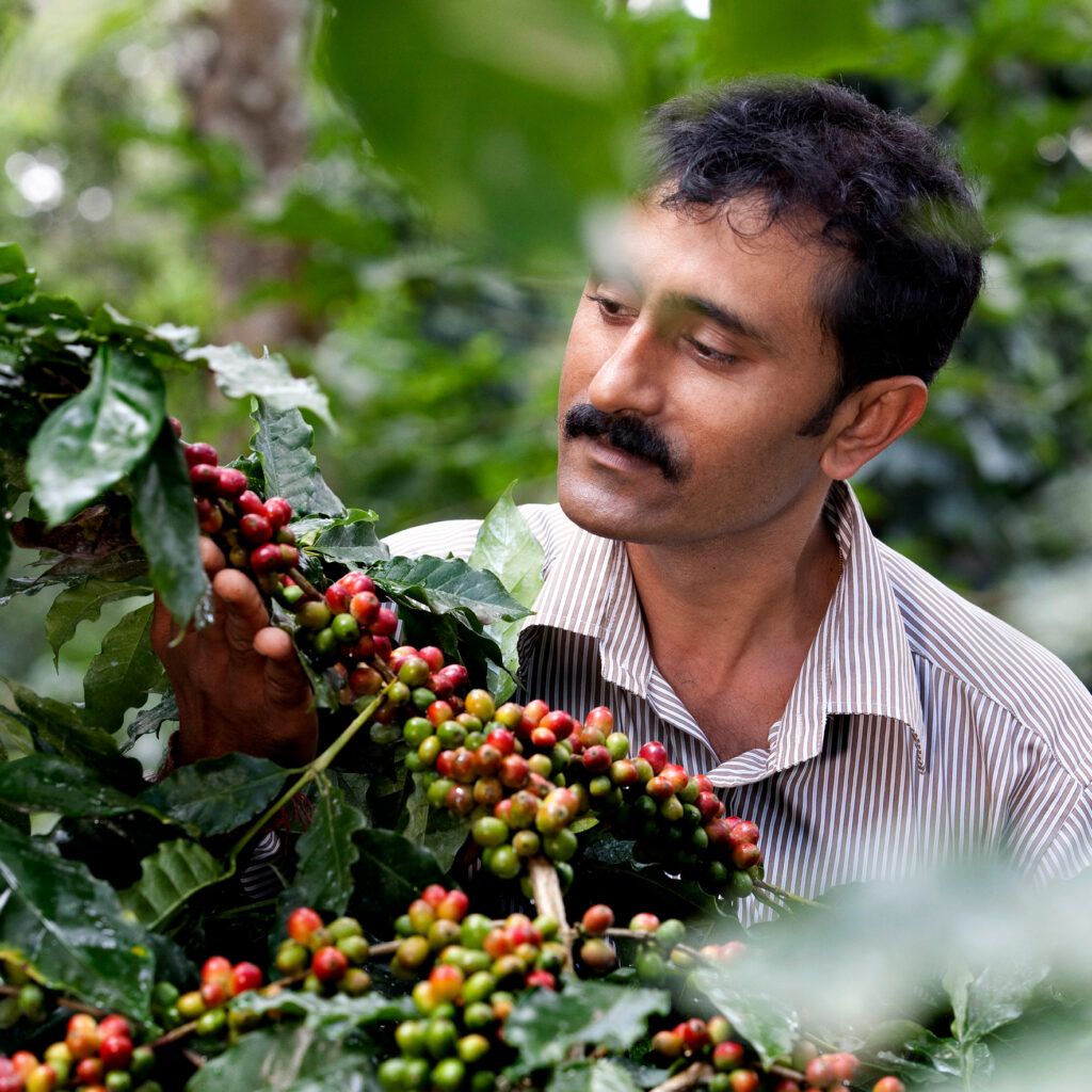 Indian man picking coffee cherries