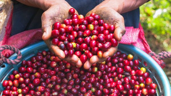Hands holding coffee beans.