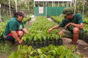 Two people crouching over seedlings on a seedling farm.