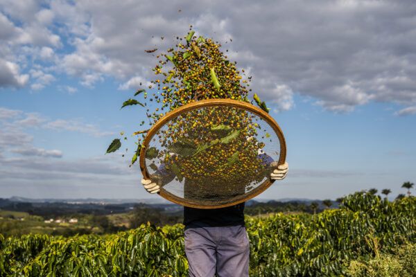 Worker sifting through coffee cherries.