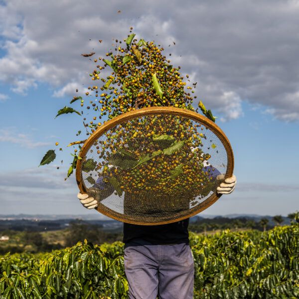Worker sifting through coffee cherries.