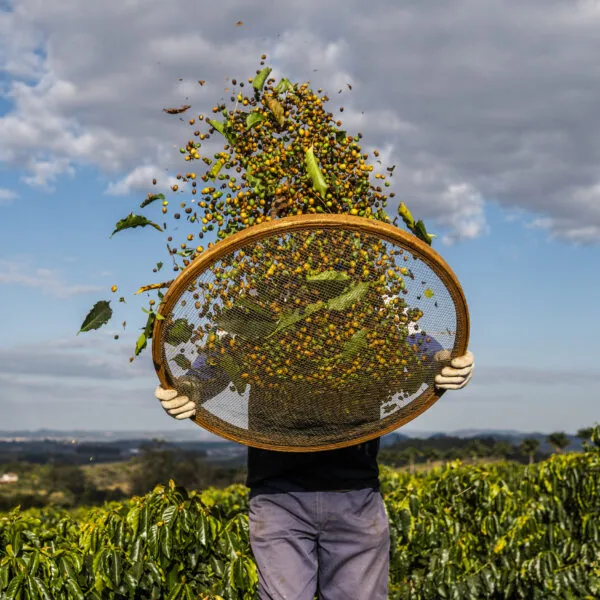 Worker sifting through coffee cherries.