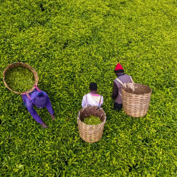 Three farmers picking tea leaves on a farm in Kenya.