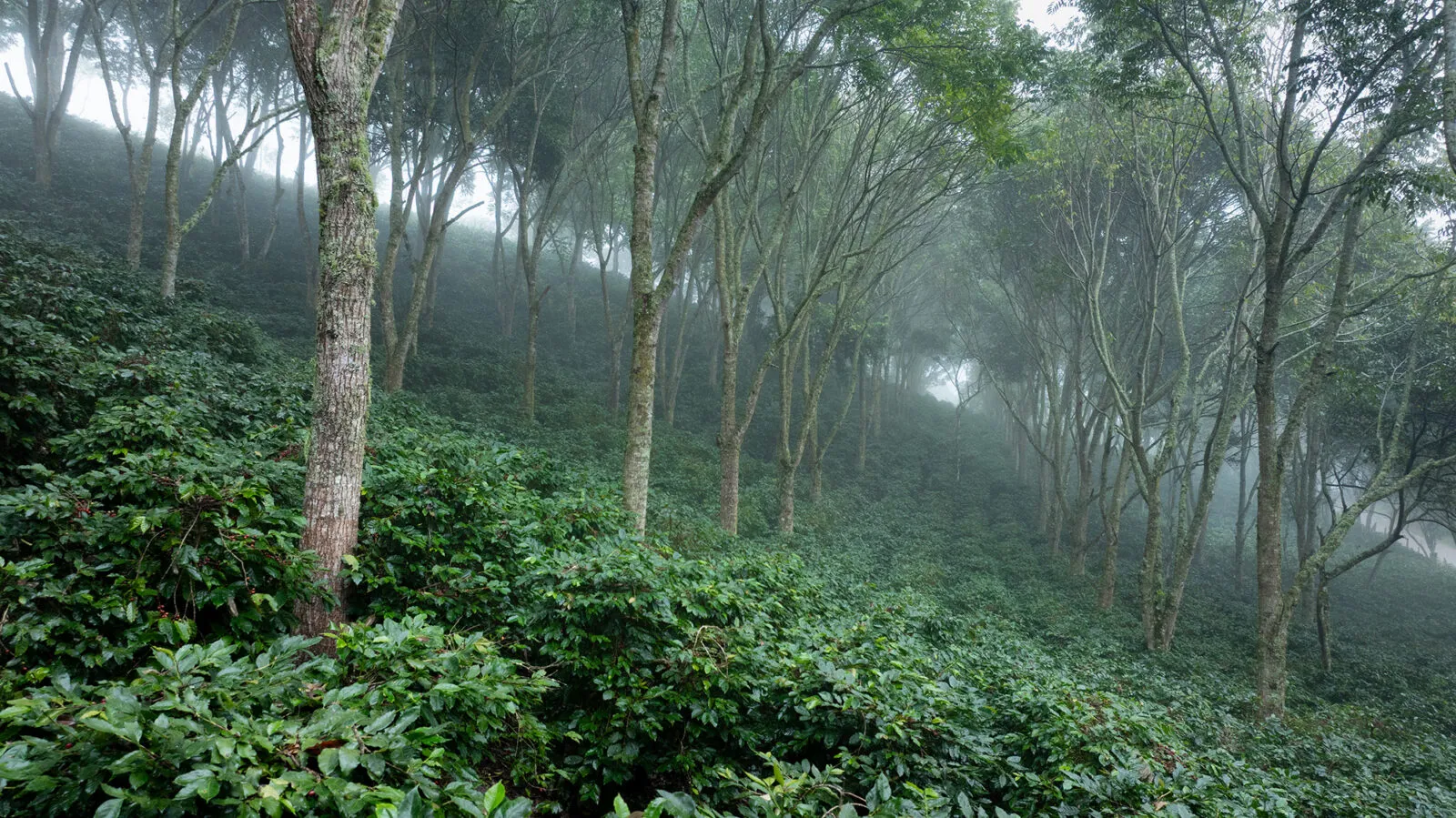 Lavazza coffee farm landscape in Honduras