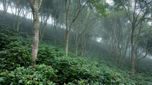 Farm in Honduras
