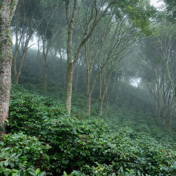 Farm in Honduras