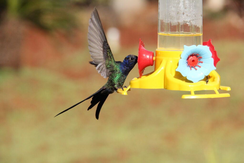 Hummingbird feeding from a feeder