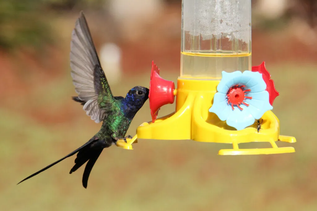 Hummingbird feeding from a feeder