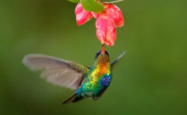 Hummingbird feeding from a flower