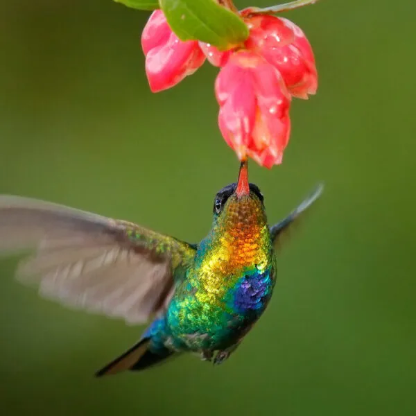 Hummingbird feeding from a flower