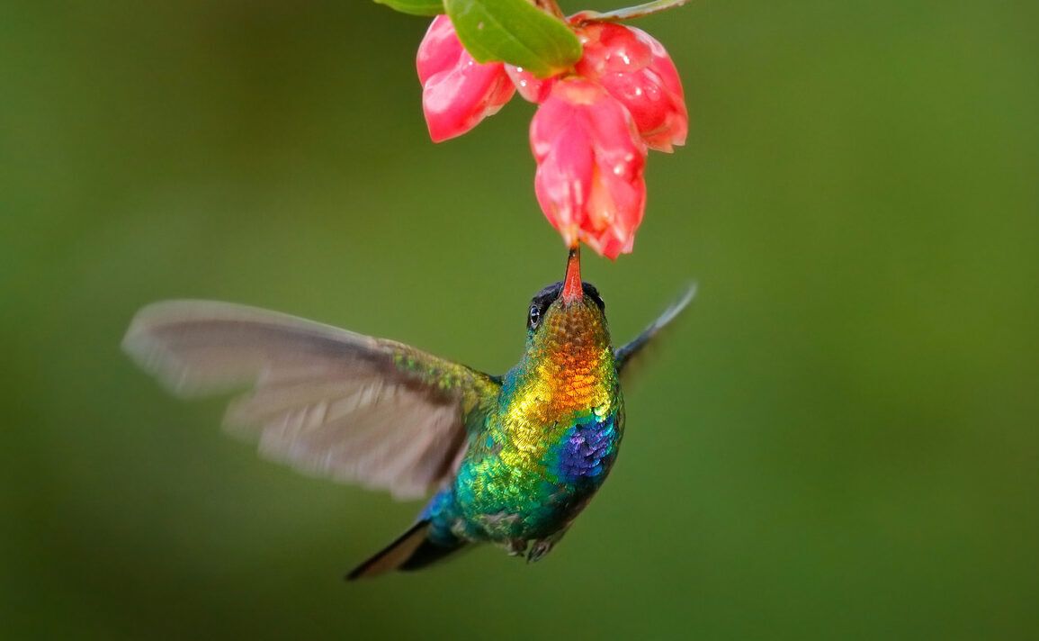 Hummingbird feeding from a flower