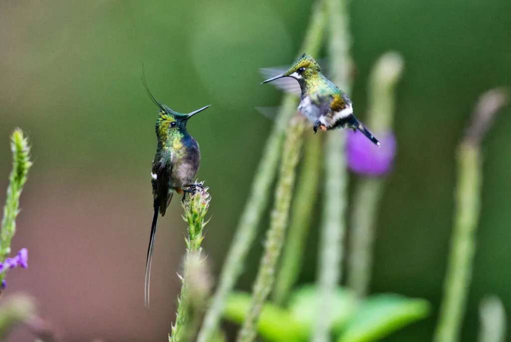 Wire-crested thorntail hummingbird courting female