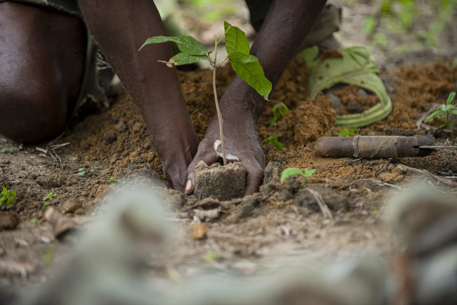Hands planting a seedling
