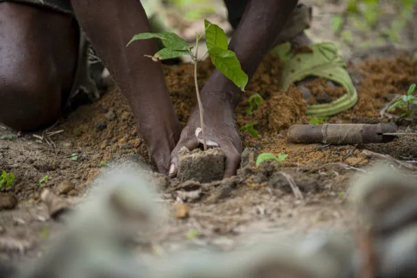 Hands planting a seedling