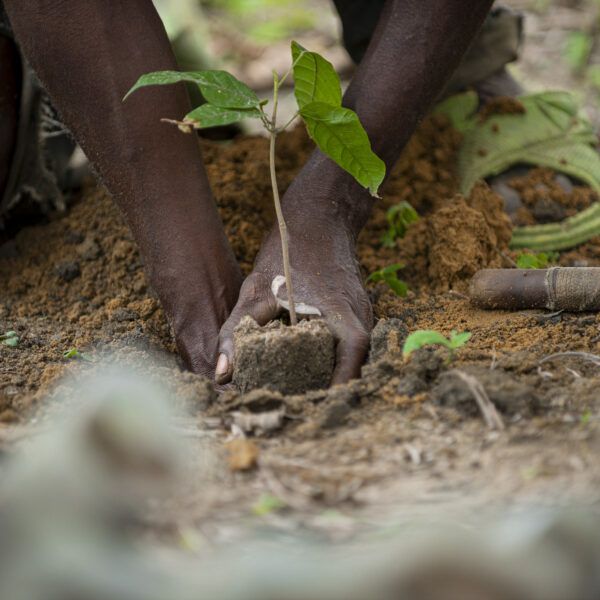 Hands planting a seedling