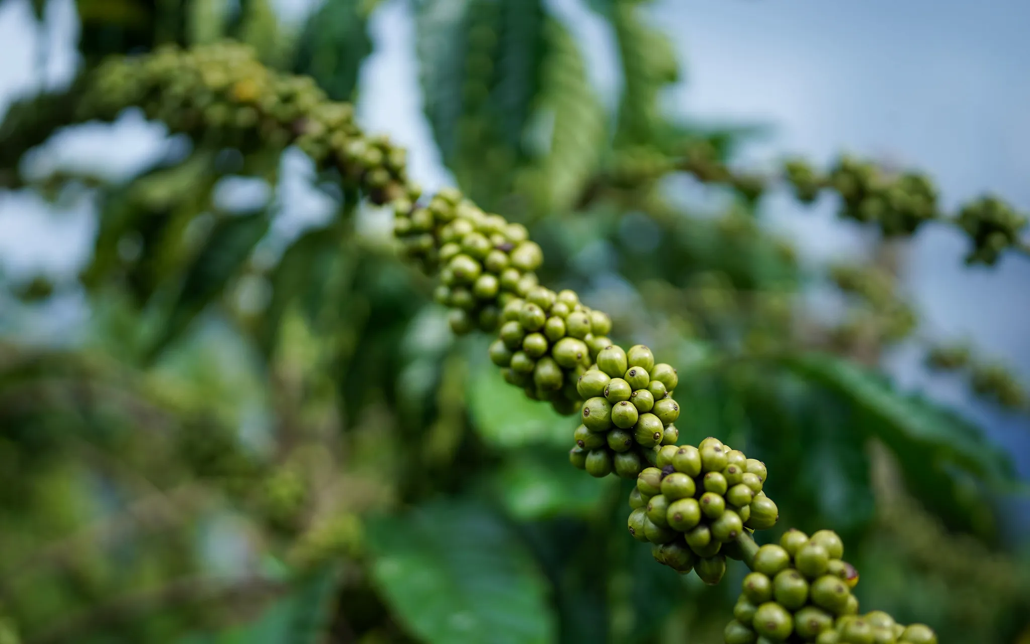 Rufous-tailed Hummingbird