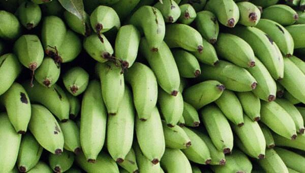 Cluster of green bananas