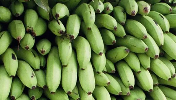 Cluster of green bananas