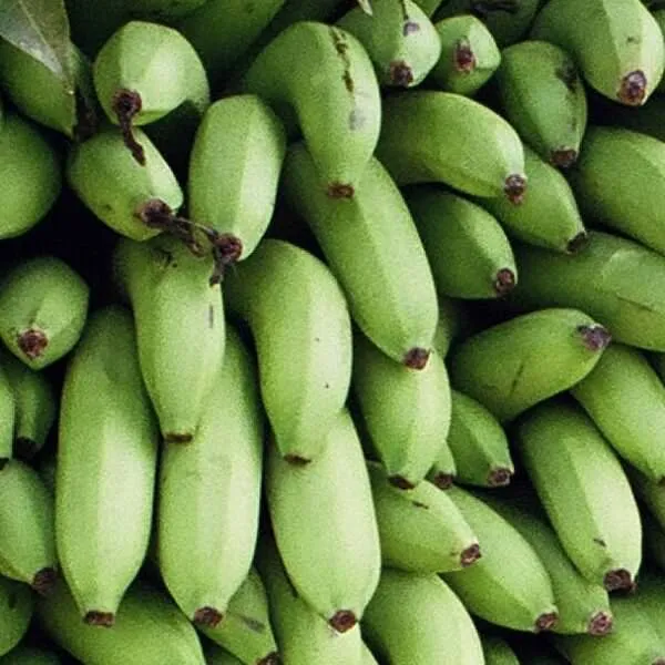 Cluster of green bananas
