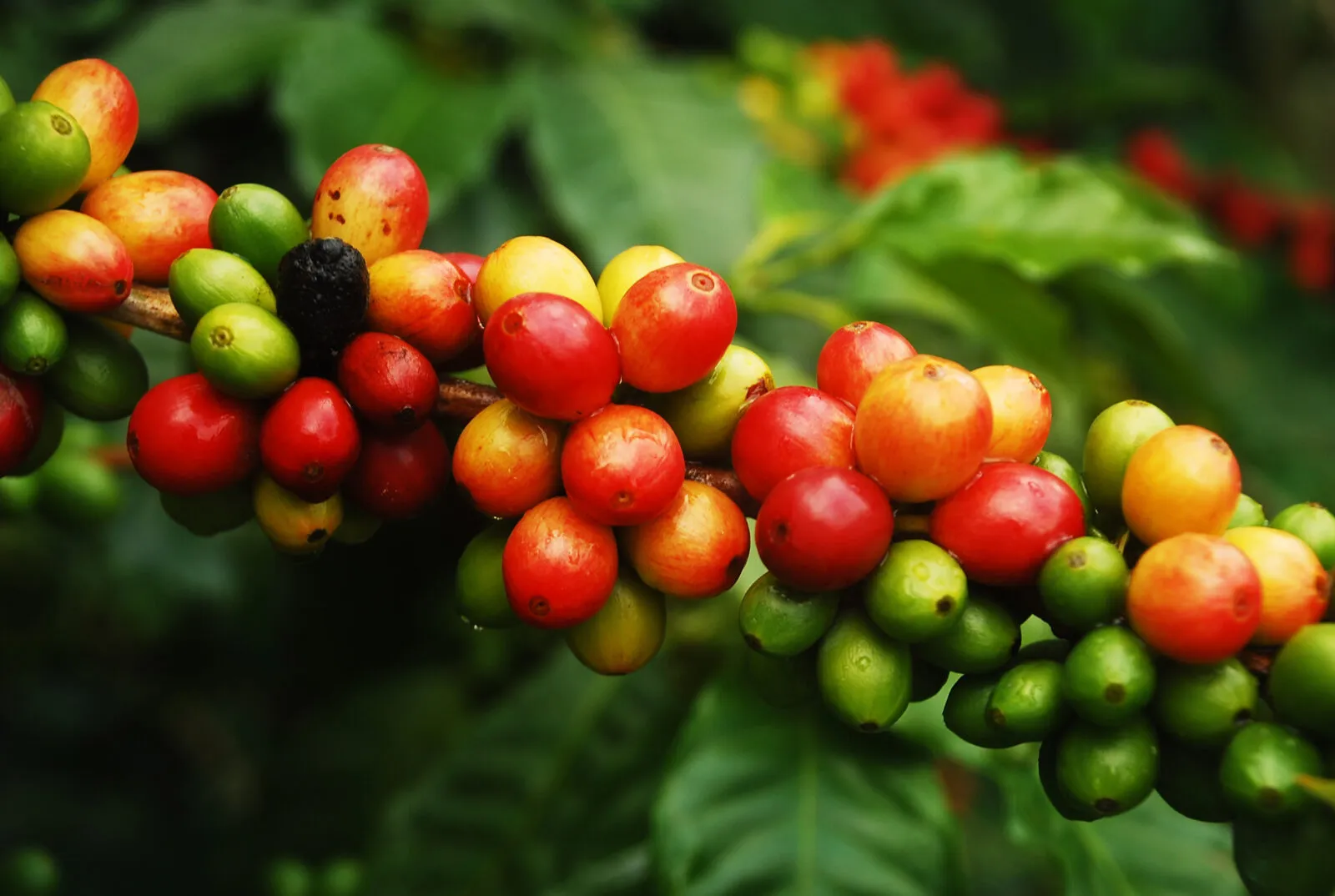 Coffee cherries growing on a branch