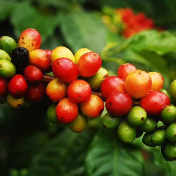 Coffee cherries growing on a branch