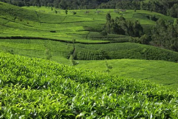 Landscape of tea fields