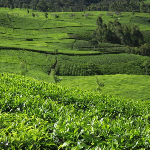 Landscape of tea fields
