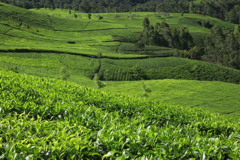 Landscape of tea fields