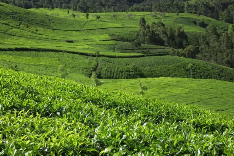 Landscape of tea fields