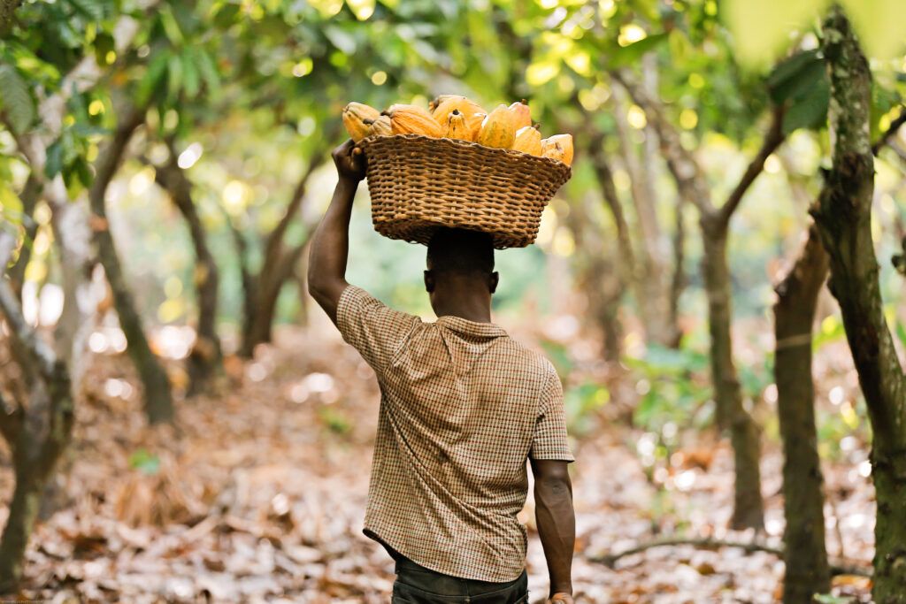 Cocoa farmer, Ghana