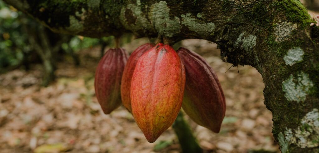 Cocoa pod hanging from tree branch