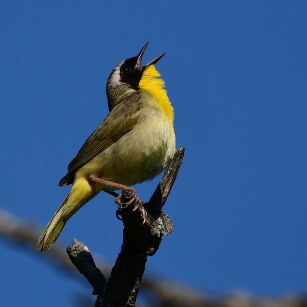 Golden-cheeked Warbler
