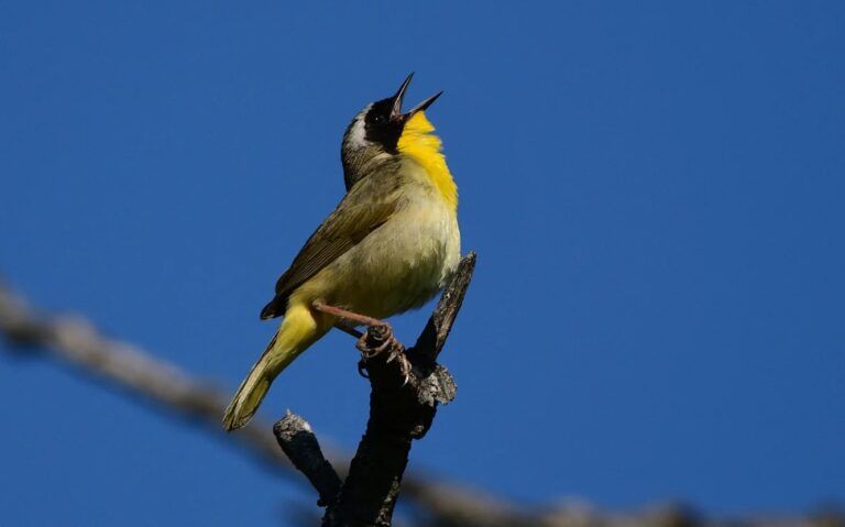 Golden-cheeked Warbler