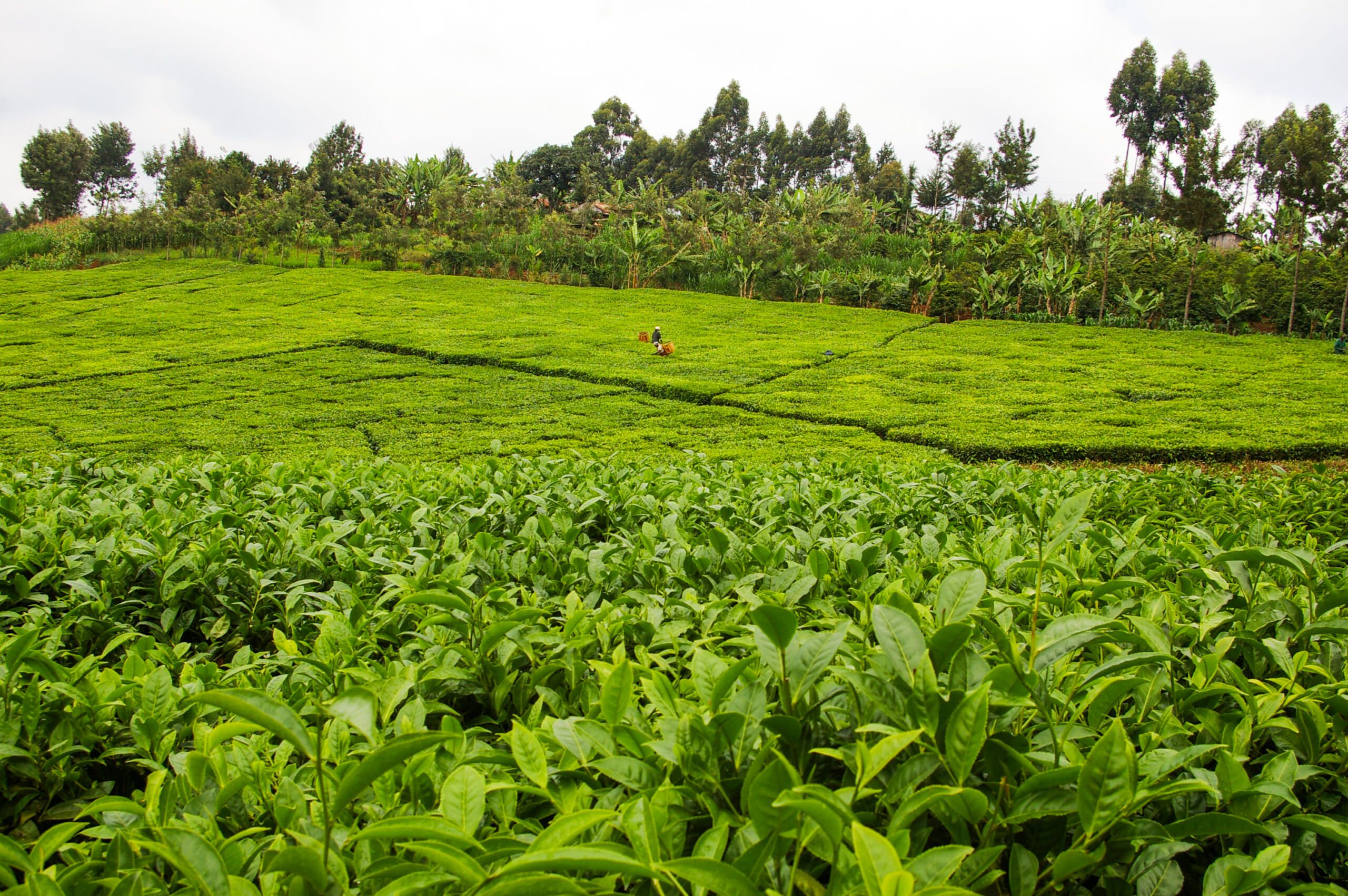 Kenya tea farm landscape