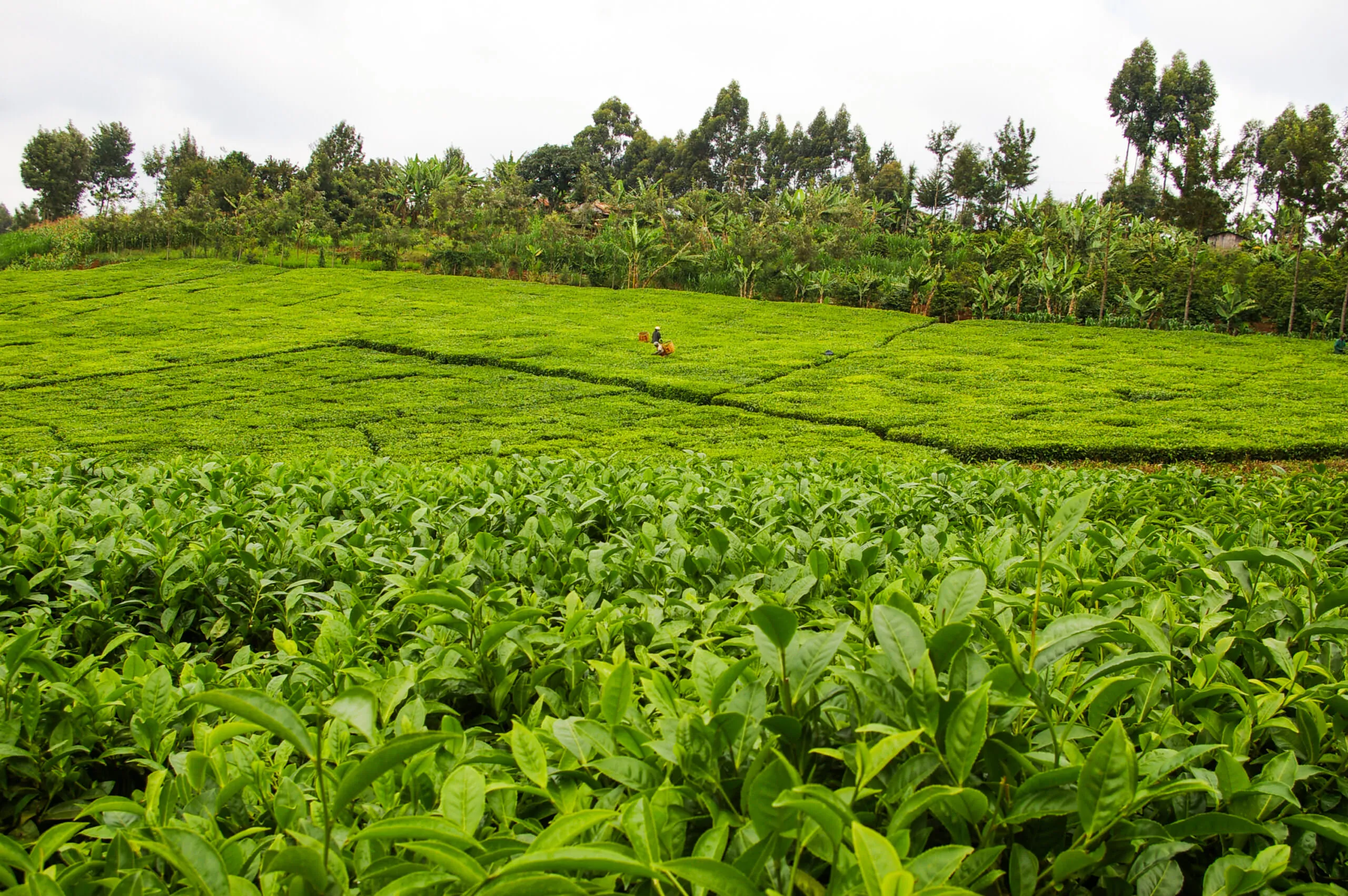 Kenya tea farm landscape