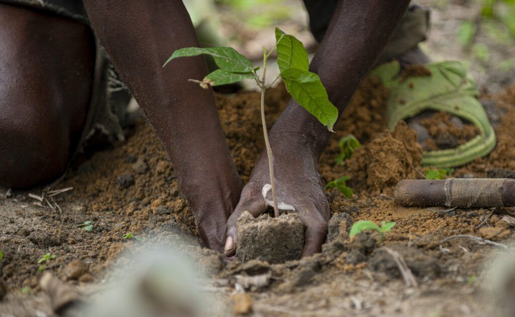 Hands planting cocoa seedlings
