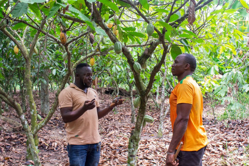 Two men speaking by a tree with cocoa pods