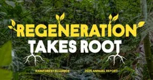 Lush tropical rainforest with “Regeneration Takes Root,” Rainforest Alliance 2025 Annual Report.