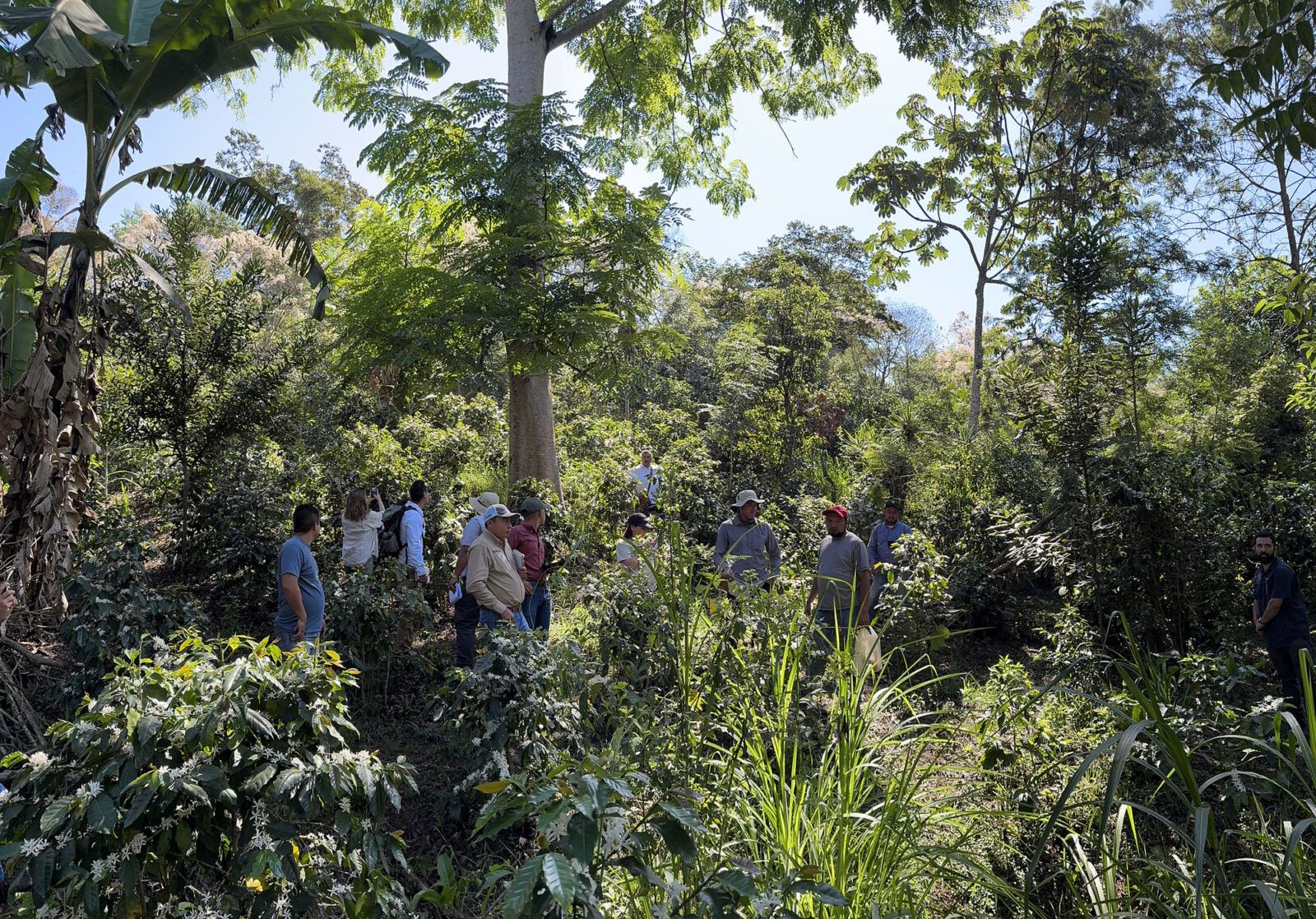 grou of farmers and auditors stand among trees in a coffee farm.