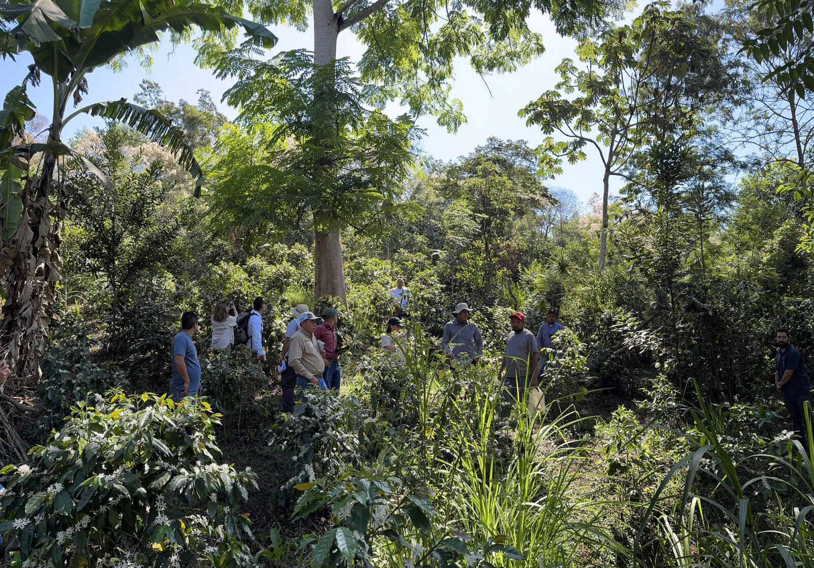 grou of farmers and auditors stand among trees in a coffee farm.