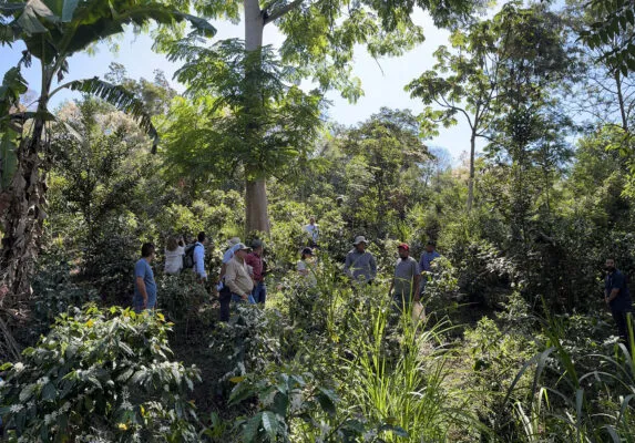 grou of farmers and auditors stand among trees in a coffee farm.