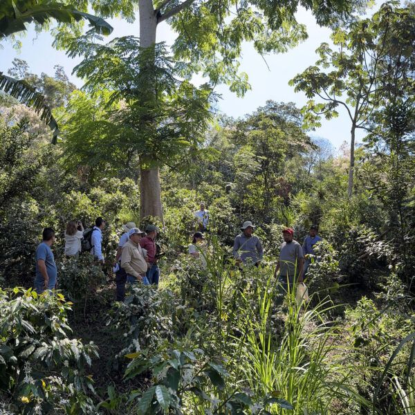 grou of farmers and auditors stand among trees in a coffee farm.
