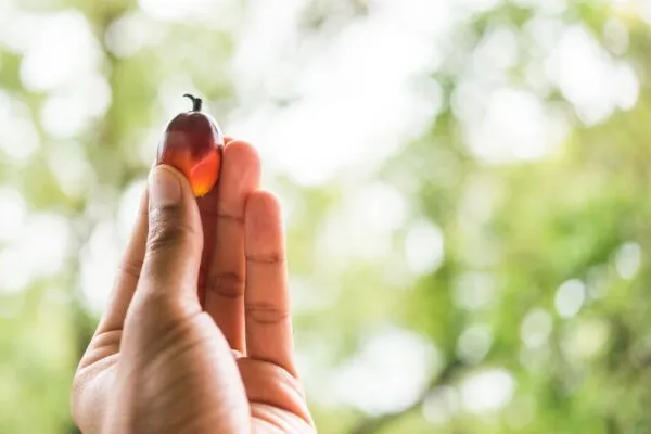Palm fruit in hand