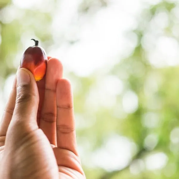 Palm fruit in hand