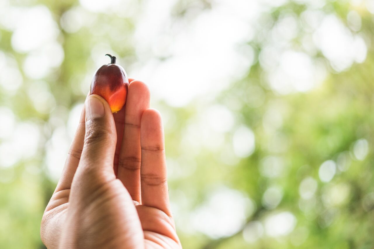 Palm fruit in hand